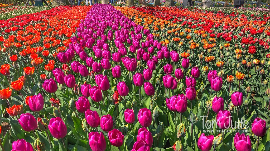 Tulipany w Amsterdamie